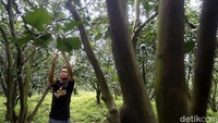 Setidaknya sekitar 70 ton jeruk dihasilkan oleh petani yang berada di bawah naungan BUMDes dengan varietas beragam, seperti  jeruk keprok, jeruk siam malang, jeruk manis, jeruk baby dan sebagainya. 