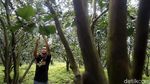 Manisnya Panen Jeruk Beromzet Milyaran di Desa Selorejo Malang