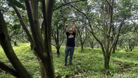 Kendati untungnya panen begitu menggiurkan, Edi menjelaskan bahwa masa tunggu panen jeruk sekali tanam itu memakan waktu yang lama. Ditanam 3-4 tahun baru bisa berbuah di bulan ke-9. 