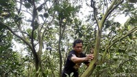 Kendati demikian, soal urusan perbankan petani jeruk Desa Selorejo sudah semakin nyaman dengan hadirnya BUMDes yang sekaligus merangkap sebagai BRILink. 