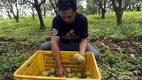 Selain menghadirkan BRILink, BRI juga memberikan CSR berupa pemugaran kantor BUMDes hingga menyediakan hanggar untuk menampung panen jeruk petani. 