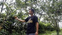 Kisah petani jeruk ini menjadi satu dari kumpulan kisah dalam program Jelajah UMKM ke beberapa wilayah di Indonesia. 