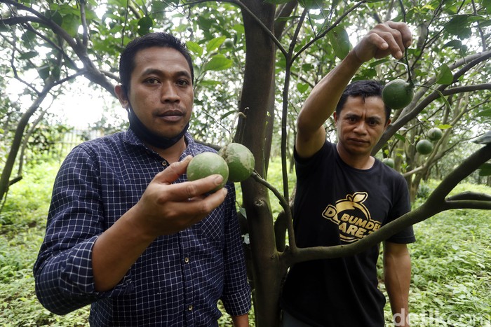 Jika Anda berkesempatan pergi ke Malang, pastikan untuk mampir ke wisata petik jeruk di Desa Selorejo, Kecamatan Dau.