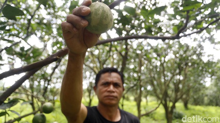 Jika Anda berkesempatan pergi ke Malang, pastikan untuk mampir ke wisata petik jeruk di Desa Selorejo, Kecamatan Dau.