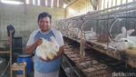 Permintaan Anjlok, Stok Daging Kelinci Melimpah