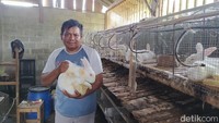 Damar menuturkan, saat ini tiap harinya ada sekitar 5 sampai 10 orang yang menawarkan daging kelinci, namun hal tersebut tidak bisa terserap.