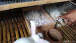Permintaan Anjlok, Stok Daging Kelinci Melimpah