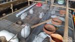 Permintaan Anjlok, Stok Daging Kelinci Melimpah