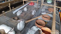 Sebelum masa pandemi Corona justru kebalikannya mencari daging kelinci sulit sekali. Untuk itu, harus mencari hingga keluar kota sampai di Ngawi (Jatim) dan Bogor (Jabar). Hal ini karena saking banyaknya permintaan daging kelinci.