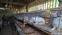 Peternak kelinci lainnya, Wiwit Beny Saputro menambahkan, sebelum pandemi justru stoknya yang berkurang. Kemudian saat pandemi ini kelinci pedagingnya belum dilempar tetap masih menumpuk. 