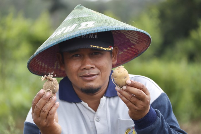 petani kentang
