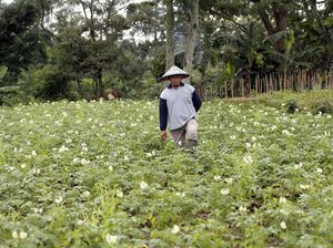 Petani Kentang di Ngantang Bisa Panen Rp 15 M Lewat Kemitraan