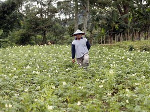 Petani Kentang di Ngantang Bisa Panen Rp 15 M Lewat Kemitraan