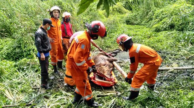 sapi terperosok rawa