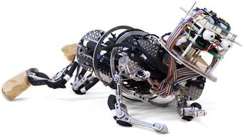 Pneuborn merupakan simulator bayi robotik yang berfokus pada pengembangan sistem muskuloskeletal. Robot posisi ke-6 ini dapat mengajar dirinya sendiri untuk merangkak, duduk, dan berdiri menggunakan generator pola dan algoritma pembelajaran. Foto: Osaka University