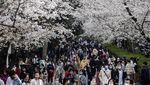 Cantiknya Bunga Sakura Bermekaran di Wuhan Saat Musim Semi Tiba