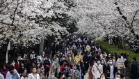 Tak sedikit warga yang keluar rumah untuk menyaksikan bunga-bunga sakura yang bermekaran di Universitas Wuhan.