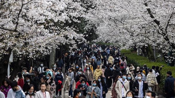 Tak sedikit warga yang keluar rumah untuk menyaksikan bunga-bunga sakura yang bermekaran di Universitas Wuhan. Tak sedikit warga yang keluar rumah untuk menyaksikan bunga-bunga sakura yang bermekaran di Universitas Wuhan.