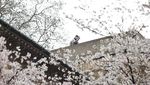 Cantiknya Bunga Sakura Bermekaran di Wuhan Saat Musim Semi Tiba