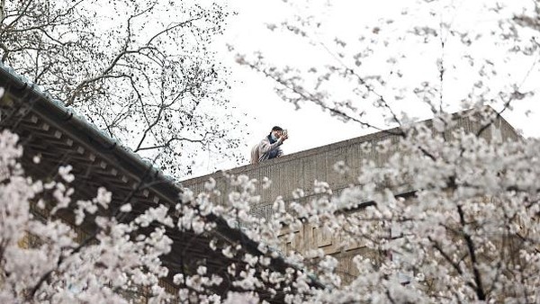 Seperti diketahui, musim semi kerap ditandai dengan bermekarannya bunga sakura. Tak hanya di Wuhan, momen mekarnya bunga sakura juga dapat dilihat di Tokyo, Seoul, Pulau Jeju di Korea Selatan, hingga Taichung dan Nantou di Taiwan. Seperti diketahui, musim semi kerap ditandai dengan bermekarannya bunga sakura. Tak hanya di Wuhan, momen mekarnya bunga sakura juga dapat dilihat di Tokyo, Seoul, Pulau Jeju di Korea Selatan, hingga Taichung dan Nantou di Taiwan.