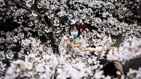 Potret seorang warga yang berfoto bersama hewan peliharaannya di antara bunga-bunga sakura yang bermekaran di kawasan Universitas Wuhan, China.
