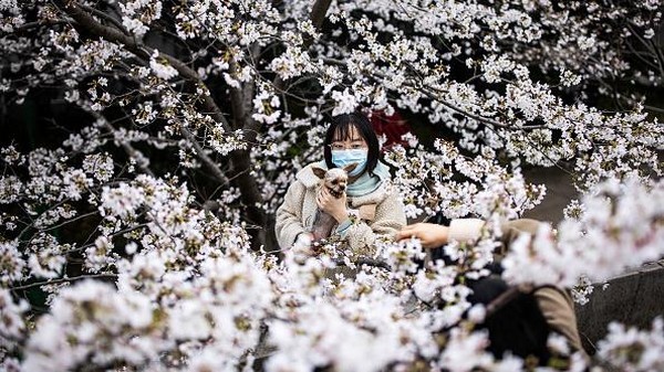 Potret seorang warga yang berfoto bersama hewan peliharaannya di antara bunga-bunga sakura yang bermekaran di kawasan Universitas Wuhan, China. Potret seorang warga yang berfoto bersama hewan peliharaannya di antara bunga-bunga sakura yang bermekaran di kawasan Universitas Wuhan, China.