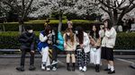 Cantiknya Bunga Sakura Bermekaran di Wuhan Saat Musim Semi Tiba