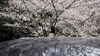 Cantiknya bunga sakura yang bermekaran di Universitas Wuhan membuat kawasan tersebut jadi salah satu destinasi andalan warga sekitar yang hendak melihat bunga sakura bermekaran.