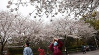 Seorang warga mengabadikan bunga sakura yang mulai bermekaran di Universitas Wuhan, China.  