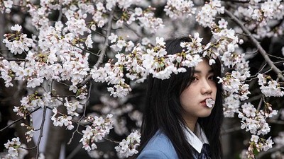 Cantiknya Bunga Sakura Bermekaran di Wuhan Saat Musim Semi Tiba