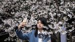 Cantiknya Bunga Sakura Bermekaran di Wuhan Saat Musim Semi Tiba