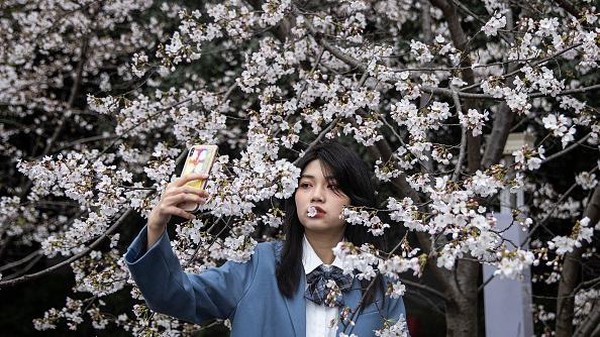 Seorang warga tengah berfoto di antara bunga sakura yang bermekaran di Universitas Wuhan, China, Kamis (11/3/2021) waktu setempat. Seorang warga tengah berfoto di antara bunga sakura yang bermekaran di Universitas Wuhan, China, Kamis (11/3/2021) waktu setempat.