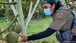 Potret Desa Wisata Rancamaya, Penghasil Durian di Bogor
