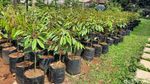 Potret Desa Wisata Rancamaya, Penghasil Durian di Bogor