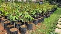 Selain menjadi penghasil durian, kawasan desa ini juga dikemas untuk menyambut wisatawan yang ingin melihat langsung lokasi perkebunan durian.