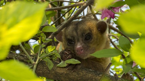 Pedraza Ruiz ingat menghabiskan masa kecilnya di sana mengumpulkan jamur, mencari salamander dan jaguar, serta memelihara kuda dan sapi. Sierra Gorda merasa seperti tempat yang ditakdirkan untuknya. Pedraza Ruiz ingat menghabiskan masa kecilnya di sana mengumpulkan jamur, mencari salamander dan jaguar, serta memelihara kuda dan sapi. Sierra Gorda merasa seperti tempat yang ditakdirkan untuknya.