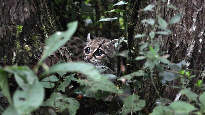 Pegunungan Sierra Gorda, Meksiko Pegunungan Sierra Gorda, Meksiko