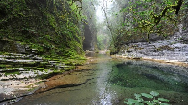 Pada tahun 1987, Corzo ikut mendirikan organisasi akar rumput, Sierra Gorda Ecological Group, bersama suaminya. Tujuan utamanya untuk membantu melindungi hutan dari kerusakan. Pada tahun 1987, Corzo ikut mendirikan organisasi akar rumput, Sierra Gorda Ecological Group, bersama suaminya. Tujuan utamanya untuk membantu melindungi hutan dari kerusakan.
