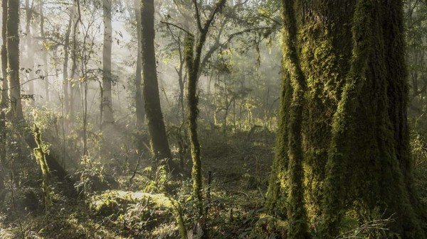 Kelompok ini bekerja untuk melestarikan alam sekaligus meningkatkan kehidupan masyarakat lokal yang kurang mampu secara ekonomi. Dengan bentang alam mulai dari gurun hingga hutan tropis, Sierra Gorda adalah salah satu hotspot keanekaragaman hayati paling atas di Meksiko. Kelompok ini bekerja untuk melestarikan alam sekaligus meningkatkan kehidupan masyarakat lokal yang kurang mampu secara ekonomi. Dengan bentang alam mulai dari gurun hingga hutan tropis, Sierra Gorda adalah salah satu hotspot keanekaragaman hayati paling atas di Meksiko.