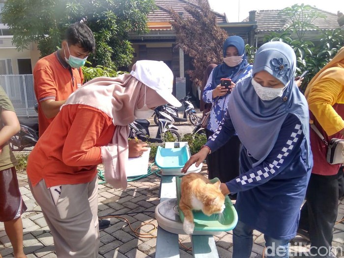 Untuk Anda pencinta kucing atau yang memelihara kucing, ada posyandu kucing di Lamongan. Seperti apa posyandu tersebut?
