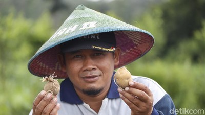 Potret Petani Kentang di Malang yang Panen Miliar Rupiah