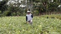 Sejak saat itu pula, ekonomi di tempat ini berkembang, apalagi dengan jumlah lahan yang mereka gunakan mencapai 200 hingga 300 hektare lahan.