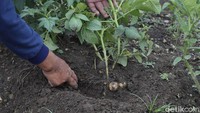 Ada kurang lebih 700 petani yang terlibat dengan setiap tahun dapat memanen 10 ribu hingga 11 ribu ton kentang.