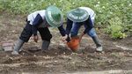 Potret Petani Kentang di Malang yang Panen Miliar Rupiah