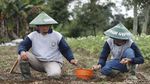 Potret Petani Kentang di Malang yang Panen Miliar Rupiah