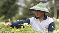 Para petani pun menikmati berbagai pinjaman lunak dari Bank BRI sehingga mereka dapat membuka lahan-lahan baru untuk produksi kentang mereka. 