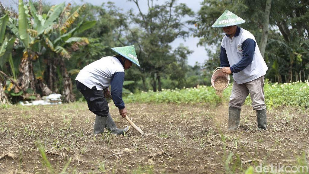 BMKG Bekali Petani Kentang di Bandung Pengetahuan Cuaca & Iklim