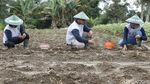 Potret Petani Kentang di Malang yang Panen Miliar Rupiah
