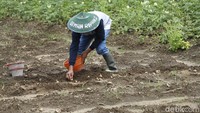Adapun selama 3 tahun terakhir, para petani mulai melek literasi keuangan dengan melibatkan Bank BRI sebagai penampung rupiah dari hasil panen mereka. Para petani yang panen bisa mengambil uang mereka di BRI tanpa perlu  menyimpan uang puluhan juta di bawah kasur lagi. Ikuti jelajah UMKM detikcom bersama BRI di detik.com/tag/jelajahumkmbri.