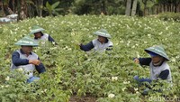 Sudah terhitung 5 tahun sejak para petani kentang yang tergabung di Gabungan Kelompok Tani (Gapoktan) Gemah Ripah di Kecamatan Ngantang, Kabupaten Malang bekerja sama dengan Indofood. 